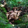 09 b Schluchensteig Etappe 4 - 6